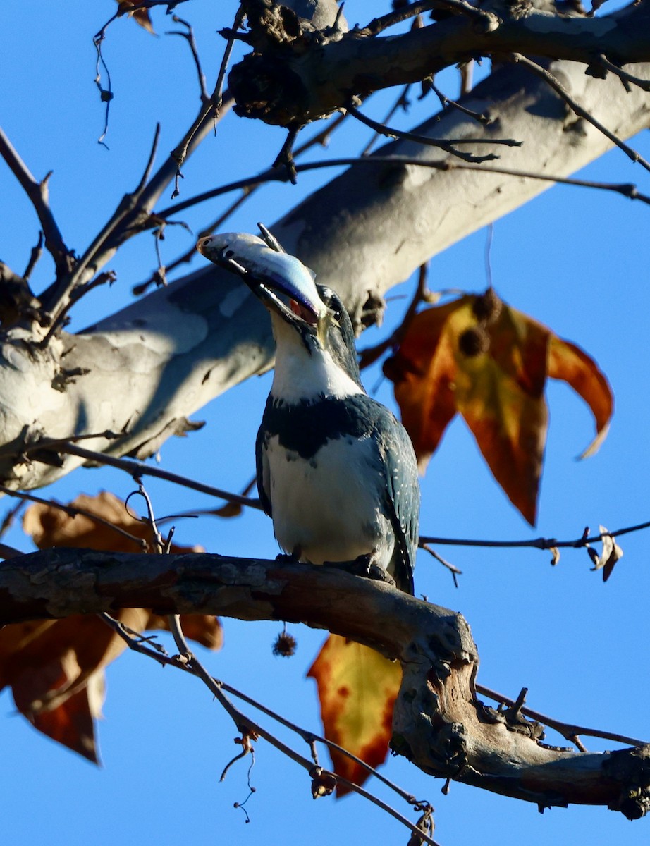 Martin handi iparramerikarra - ML646062185