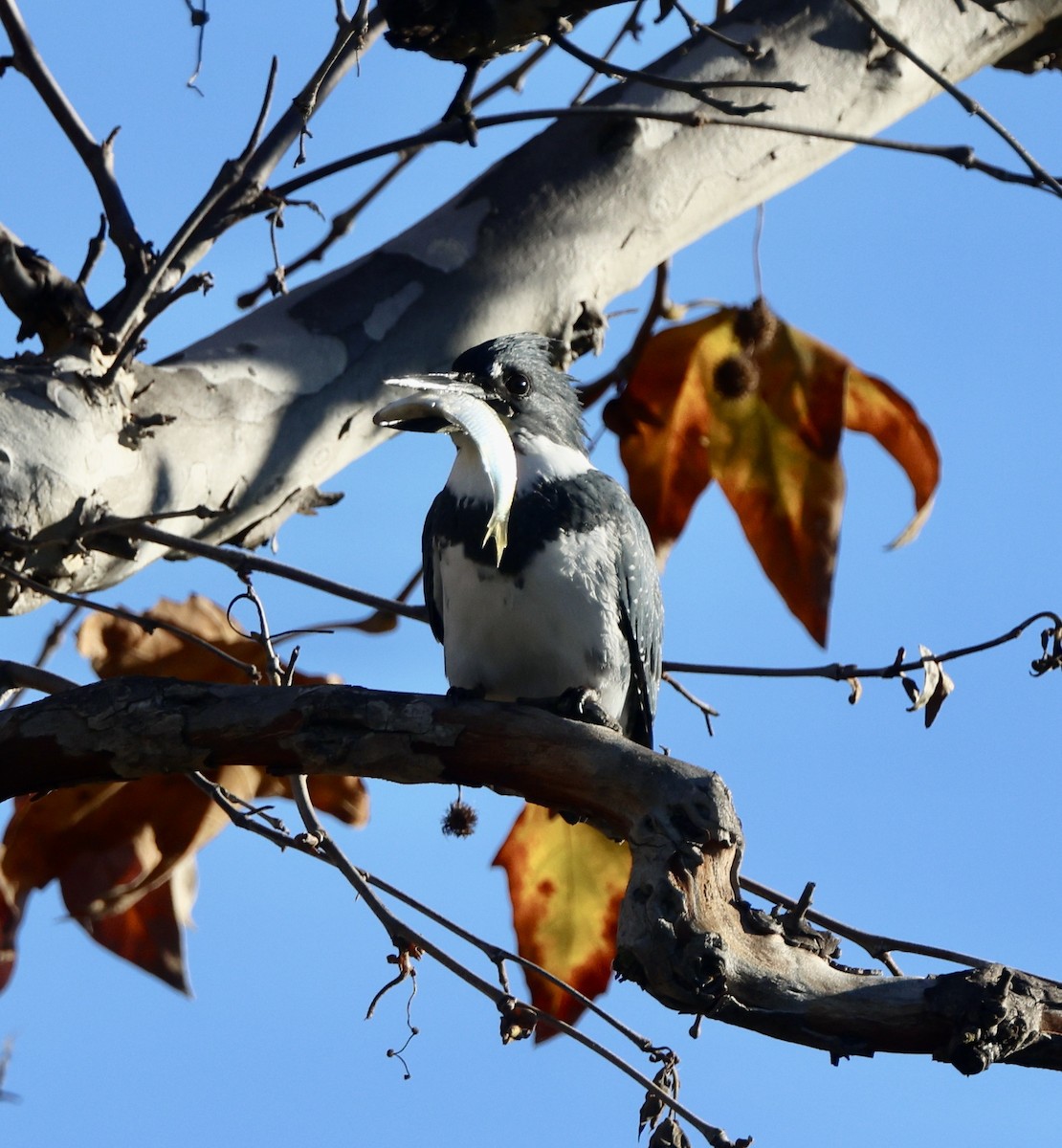 Martin handi iparramerikarra - ML646062186