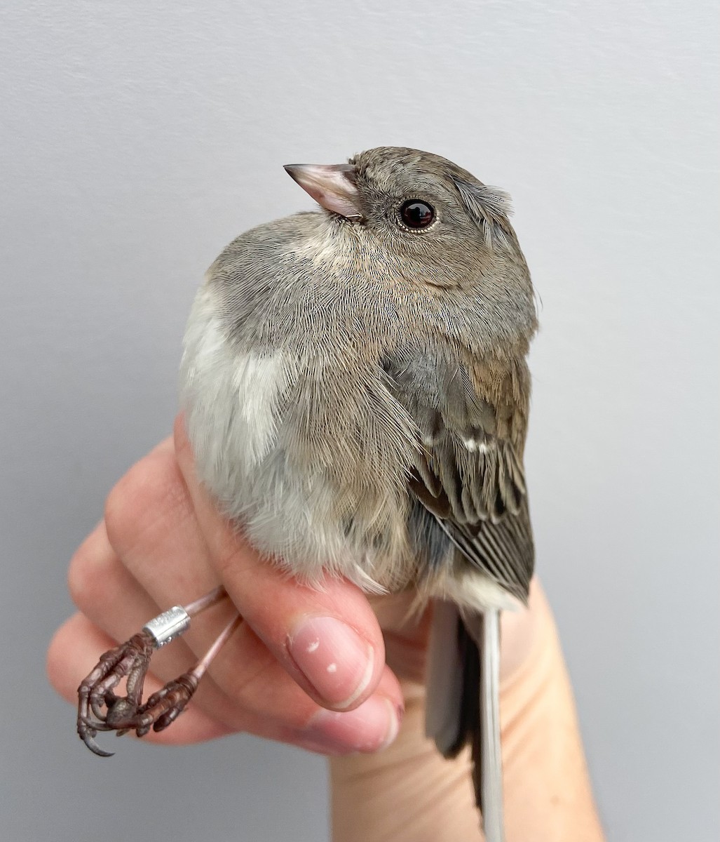 Dark-eyed Junco (Slate-colored) - ML646062191