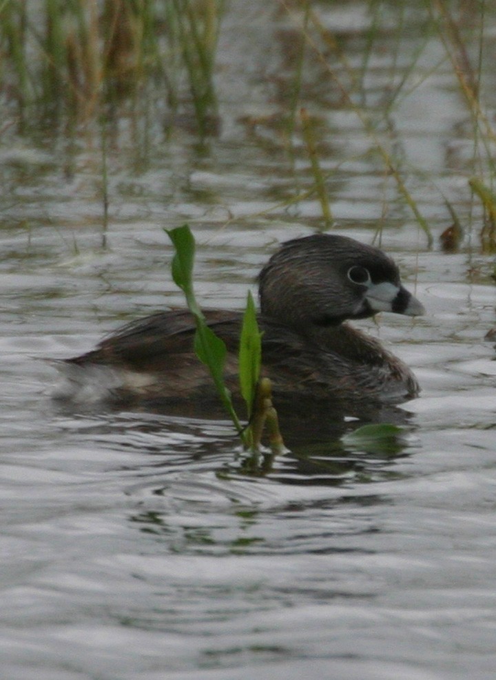 Pied-billed Grebe - ML646062199