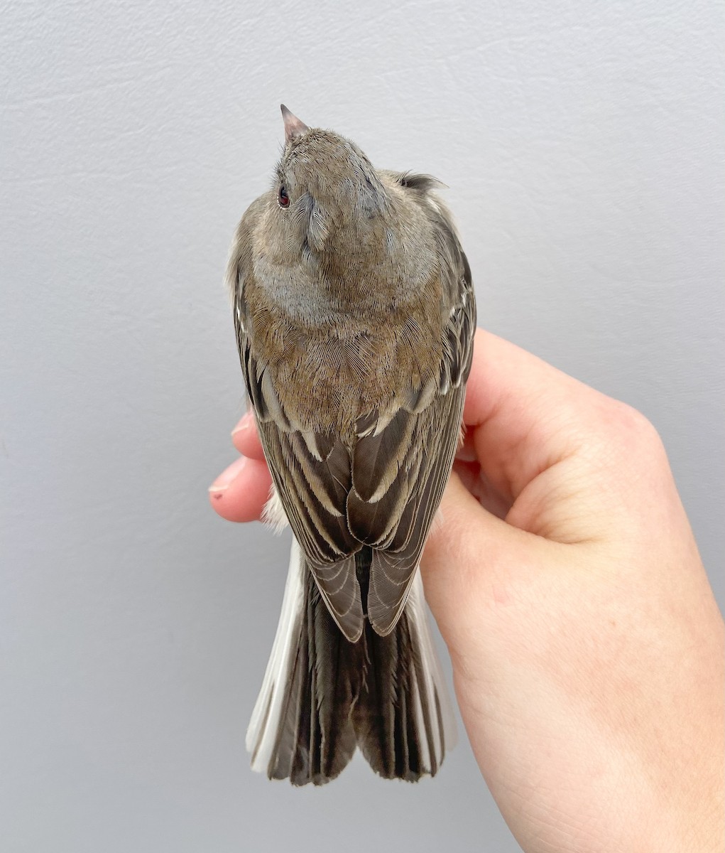 Dark-eyed Junco (Slate-colored) - ML646062201