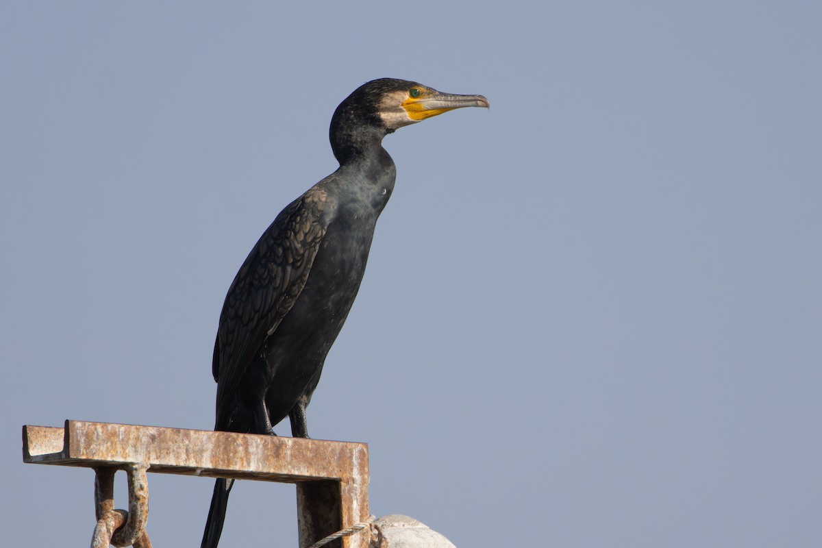 kormorán velký - ML646062202