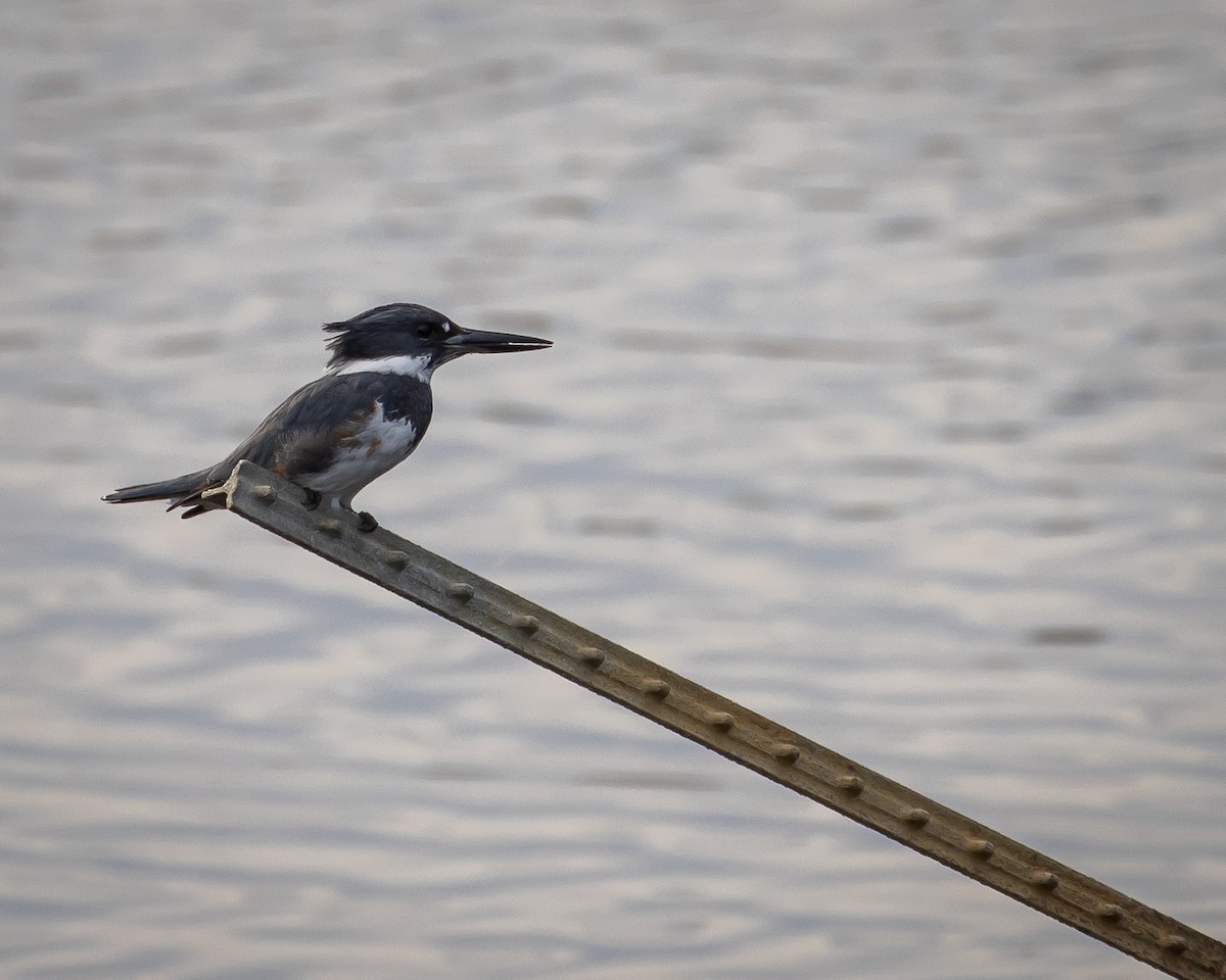 Martin handi iparramerikarra - ML646062203