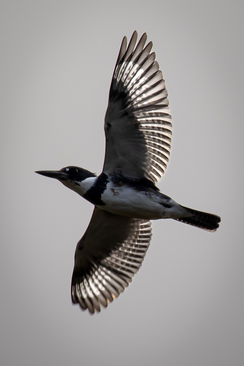 Martin handi iparramerikarra - ML646062204