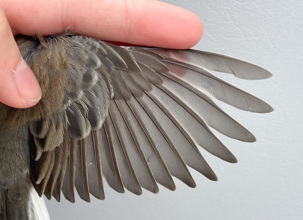 Dark-eyed Junco (Slate-colored) - ML646062206