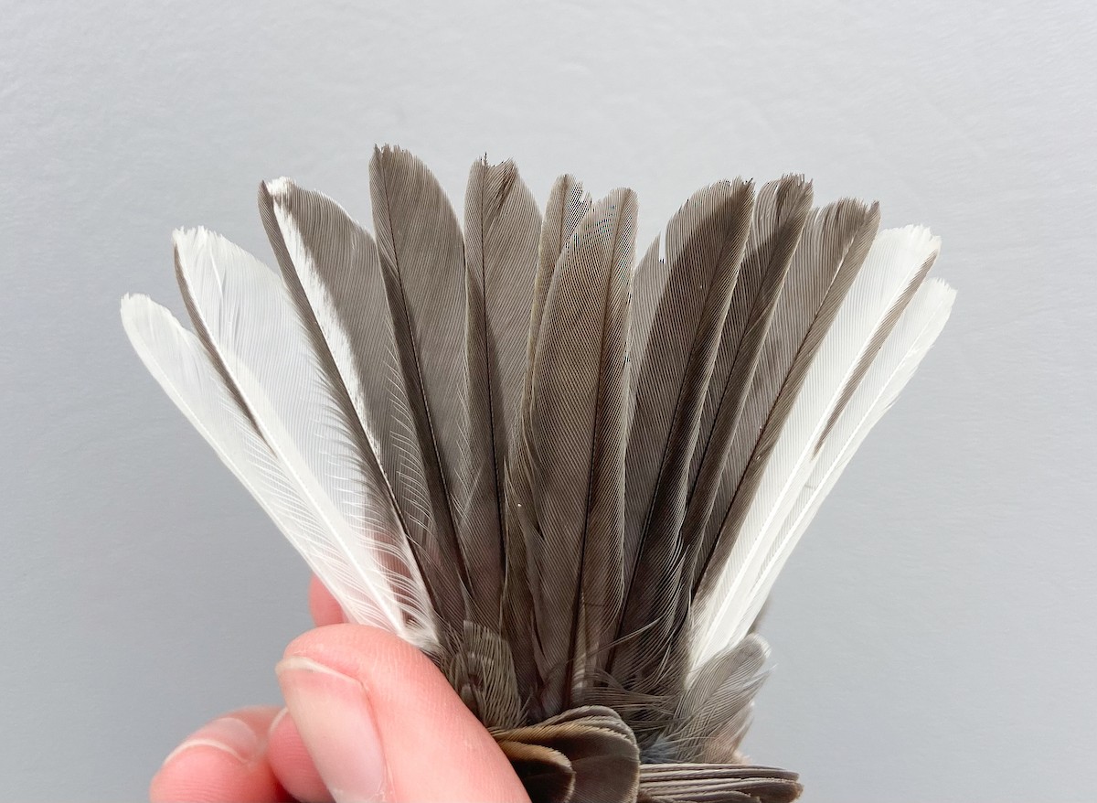 Dark-eyed Junco (Slate-colored) - ML646062213