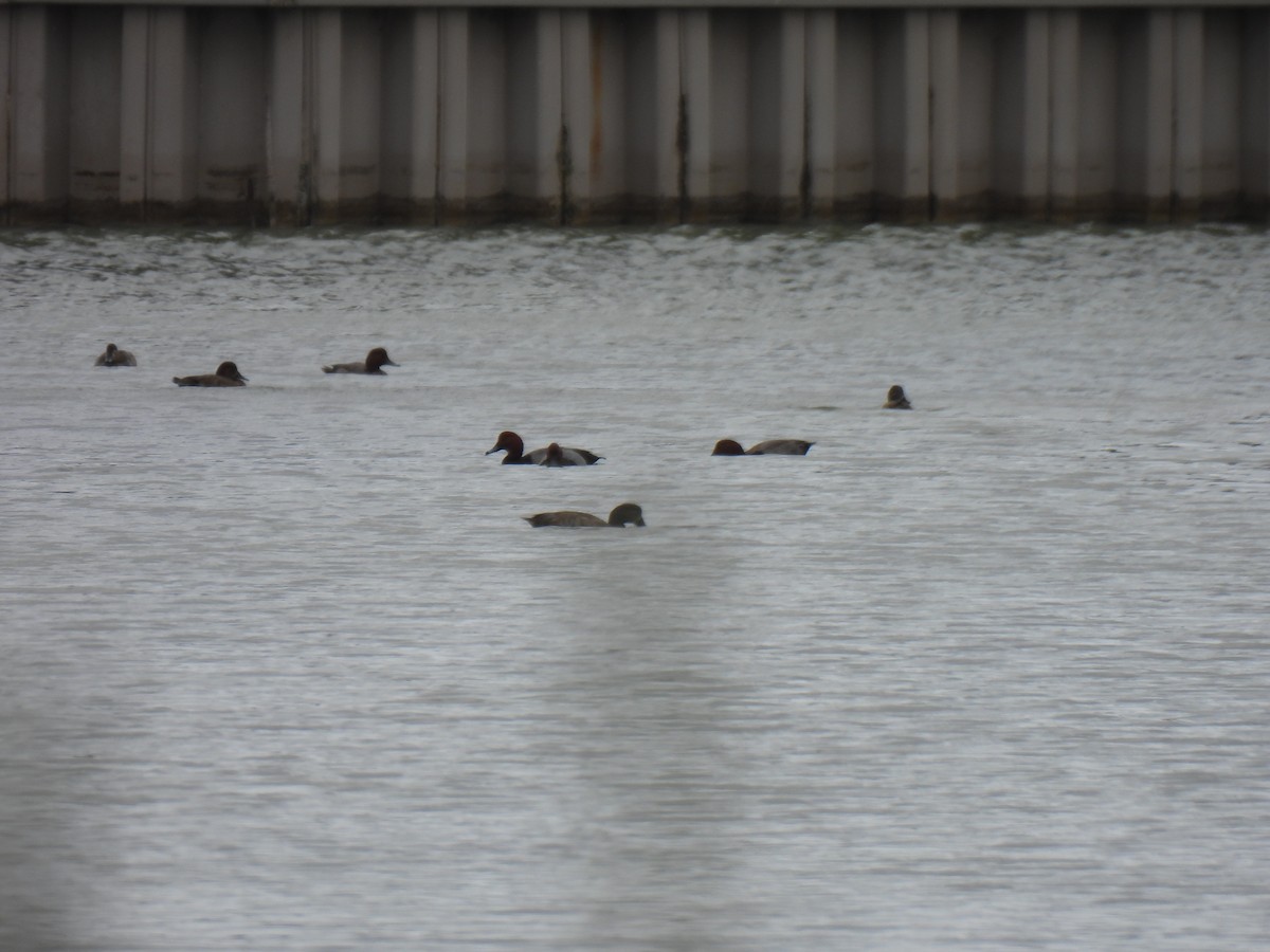 Redhead - ML646062217