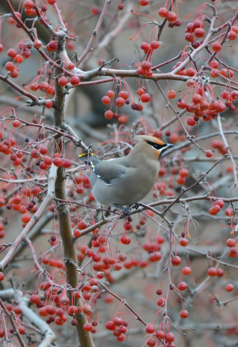 黃連雀 - ML646062222