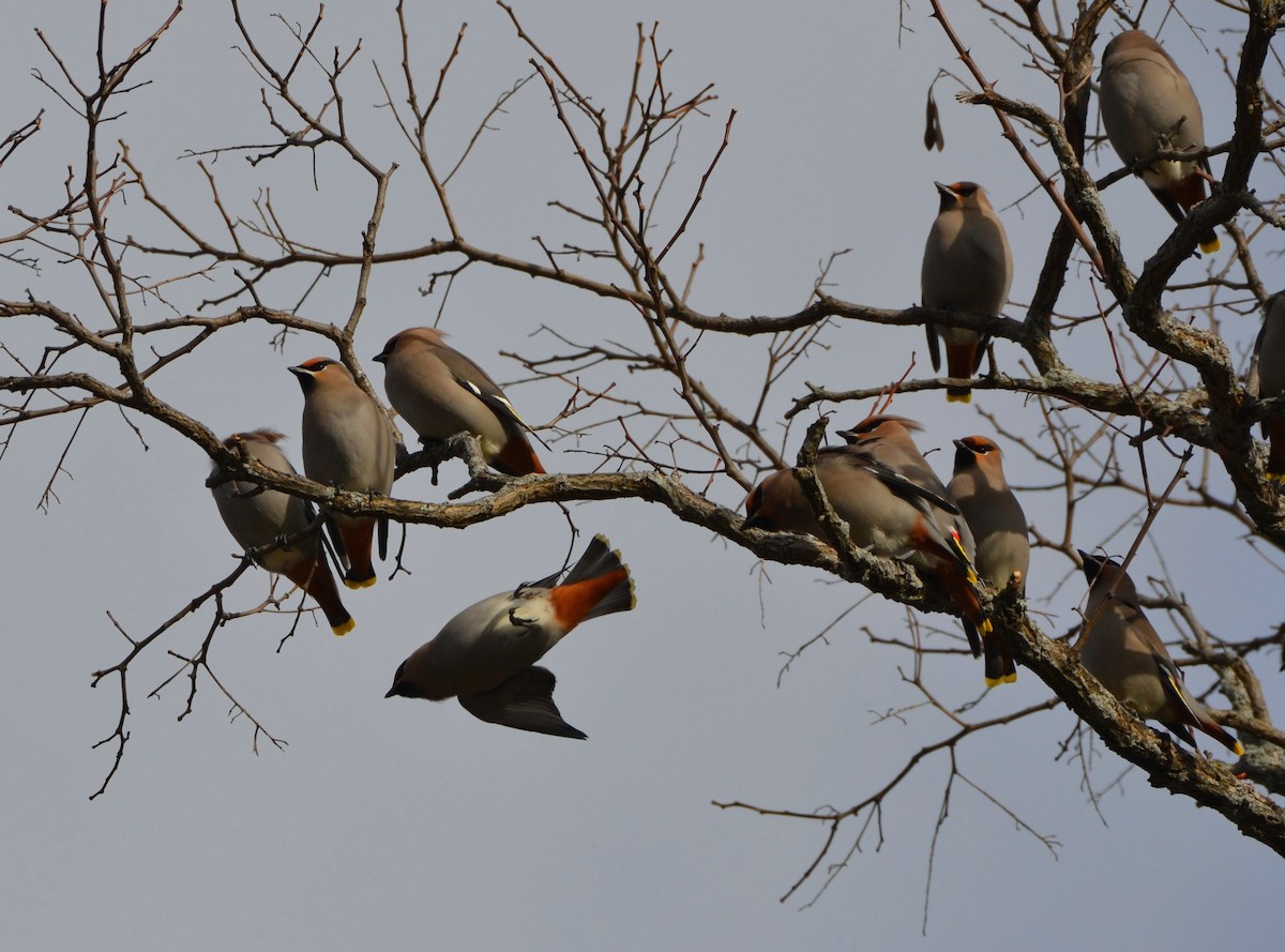 黃連雀 - ML646062223