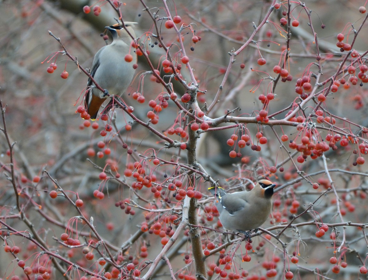 黃連雀 - ML646062224