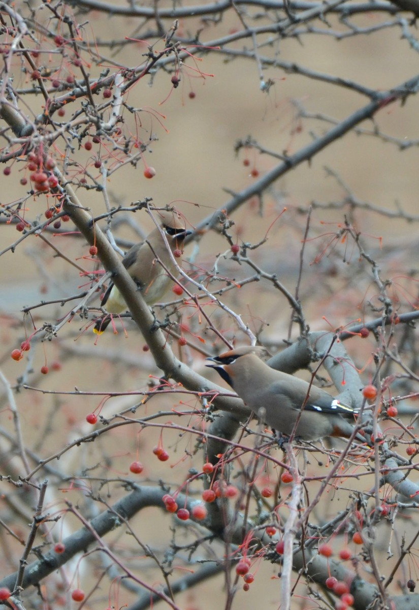 Cedar Waxwing - ML646062229