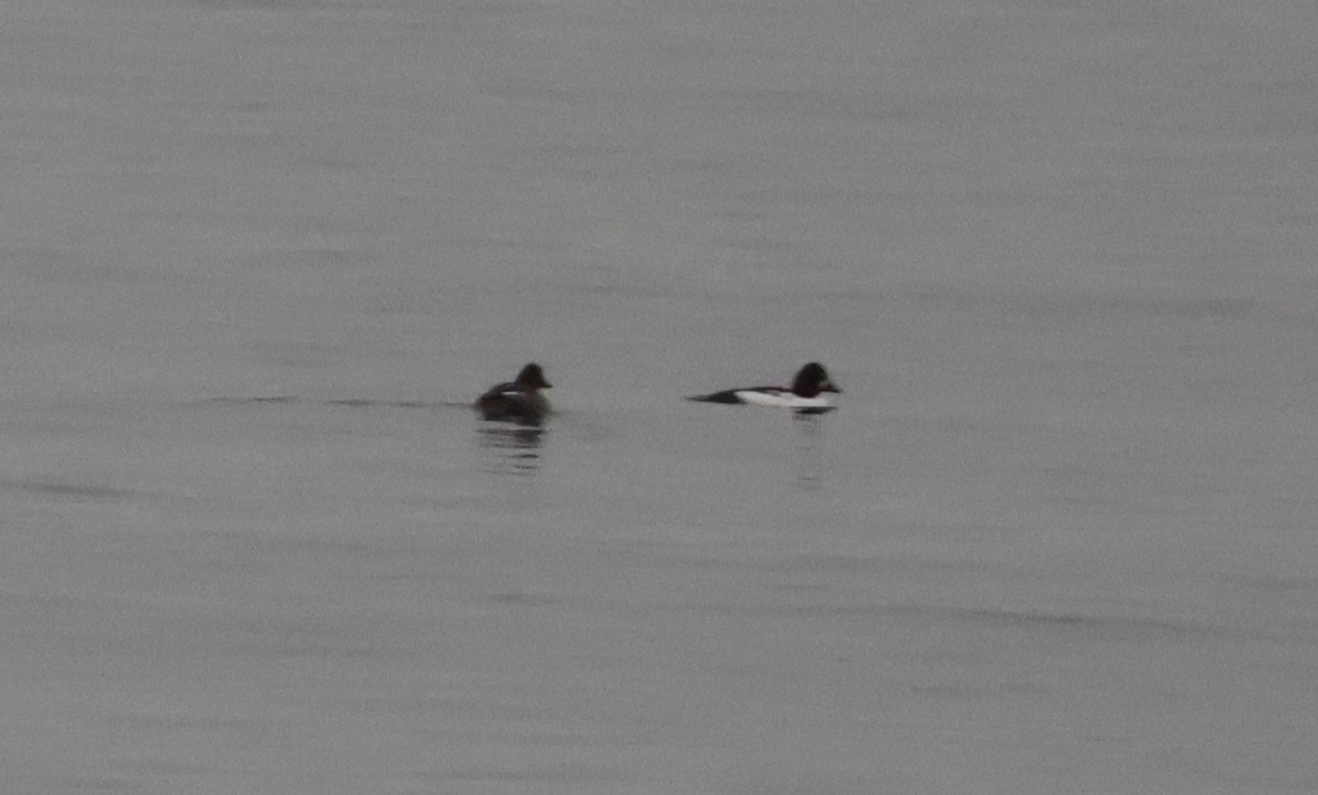 Barrow's Goldeneye - ML646062231