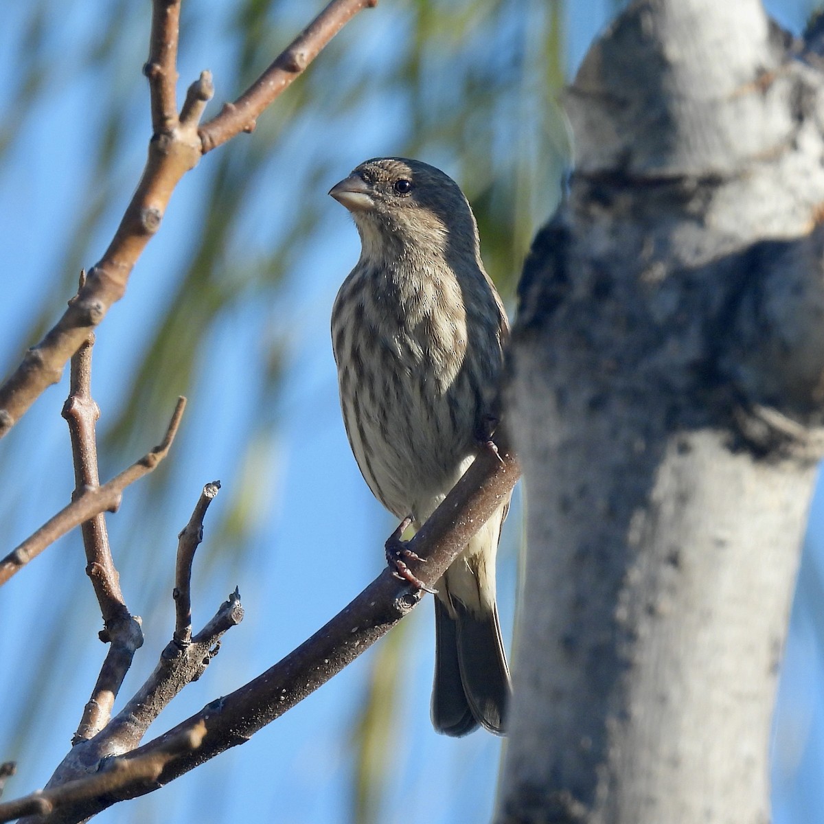 House Finch - ML646062233