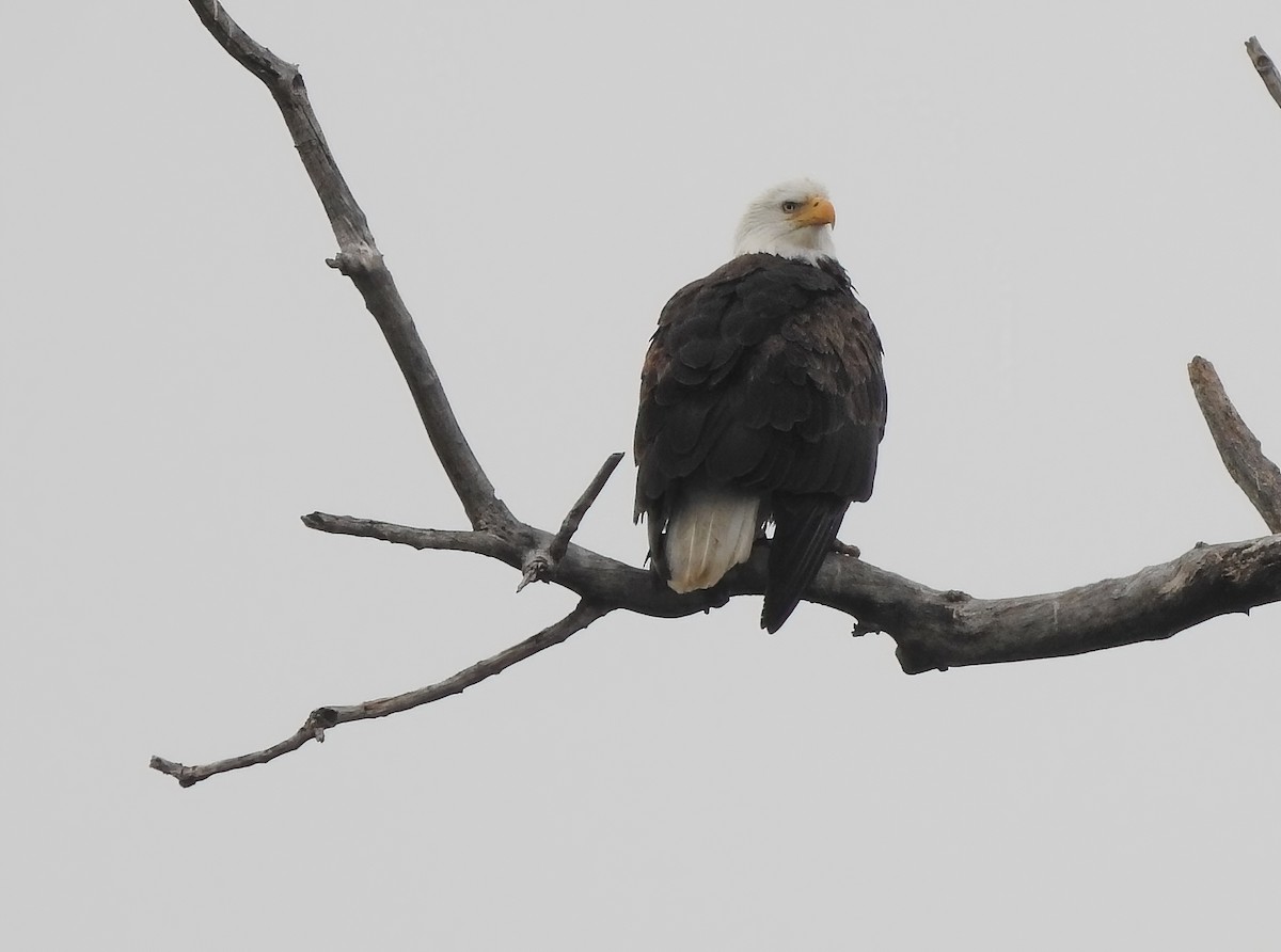 Bald Eagle - ML646062236