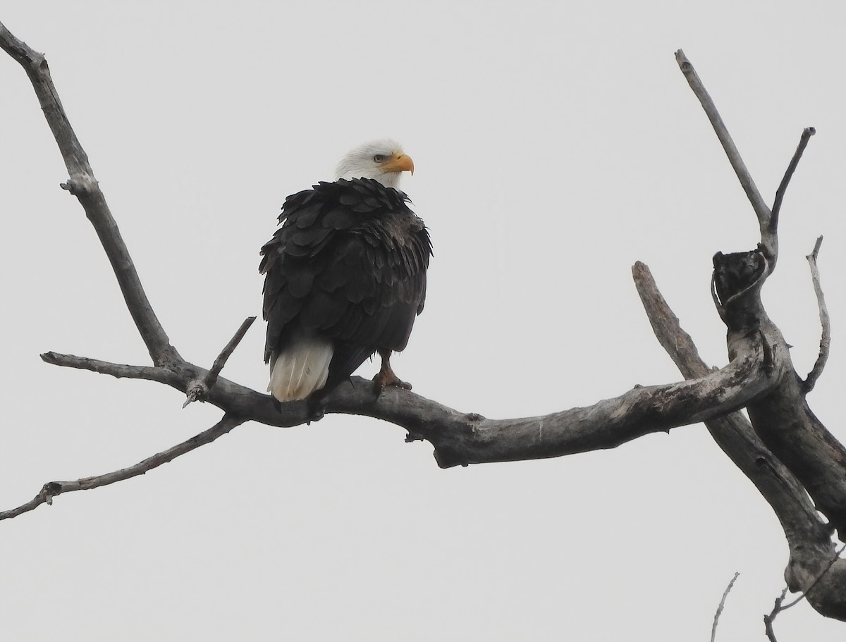 Bald Eagle - ML646062237