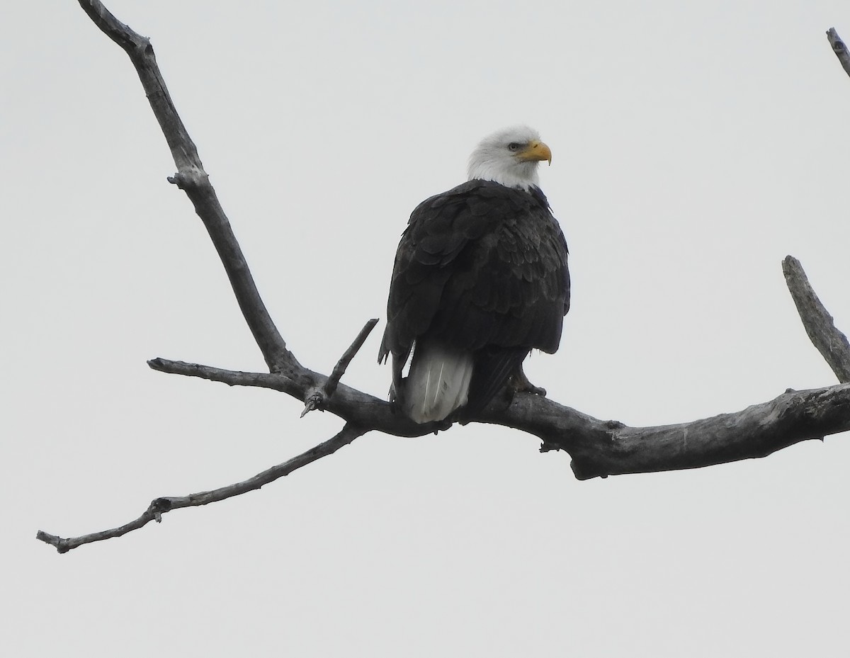 Bald Eagle - ML646062238