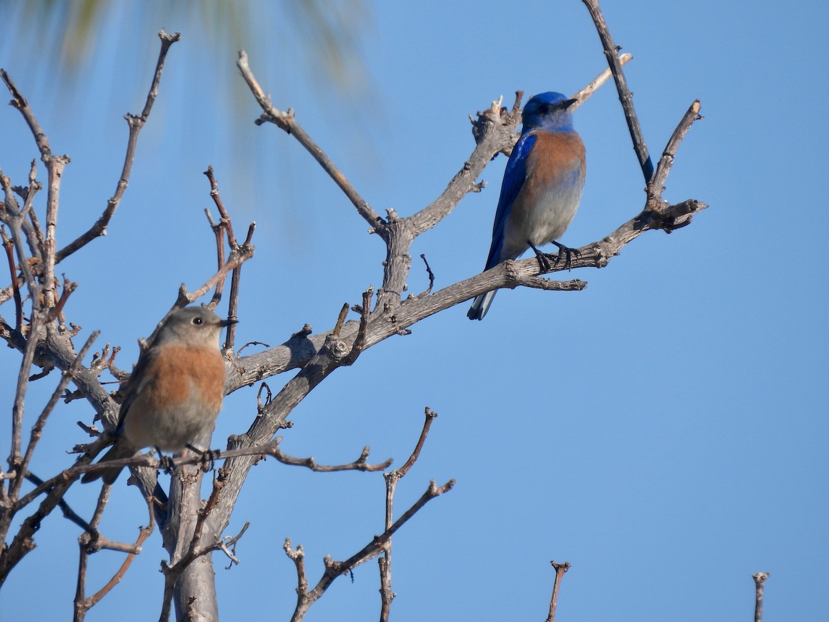 Western Bluebird - ML646062239