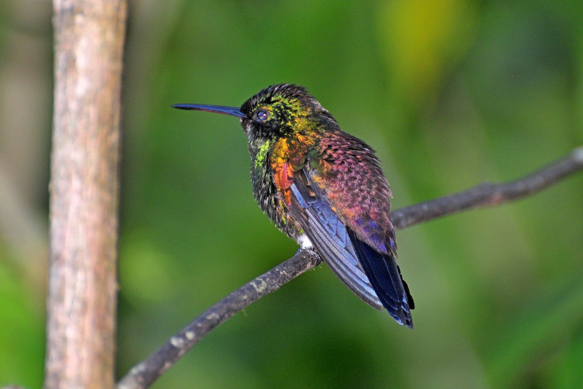Copper-rumped Hummingbird - ML646062241