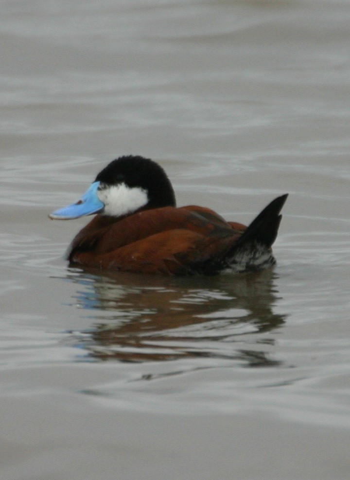 Ruddy Duck - ML646062243
