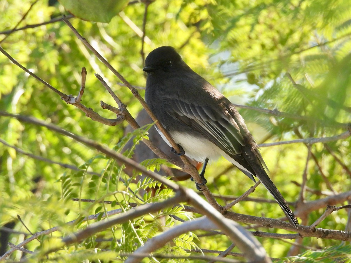 Black Phoebe - ML646062249
