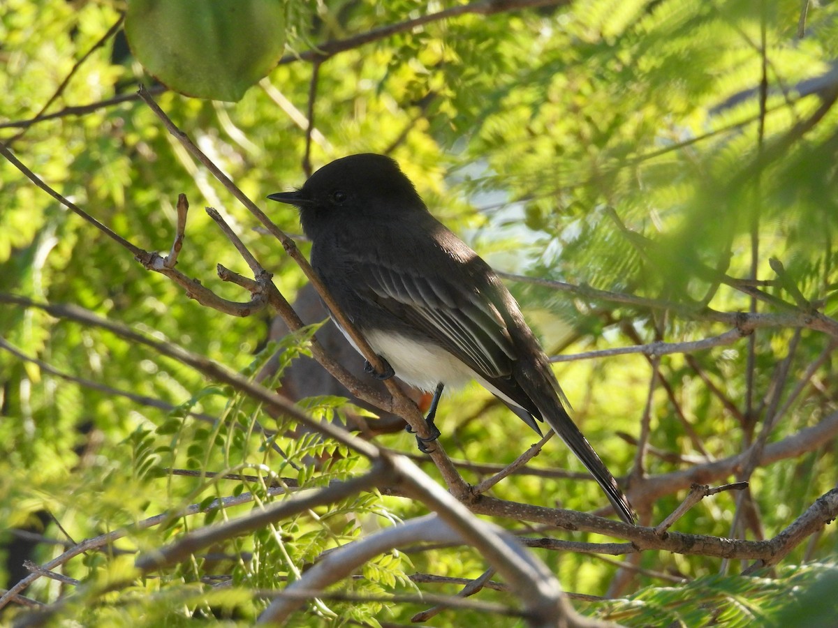 Black Phoebe - ML646062250
