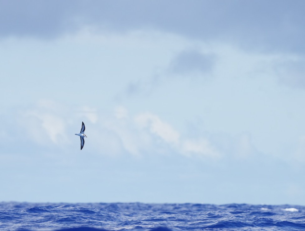 buřňák černokřídlý - ML646062251