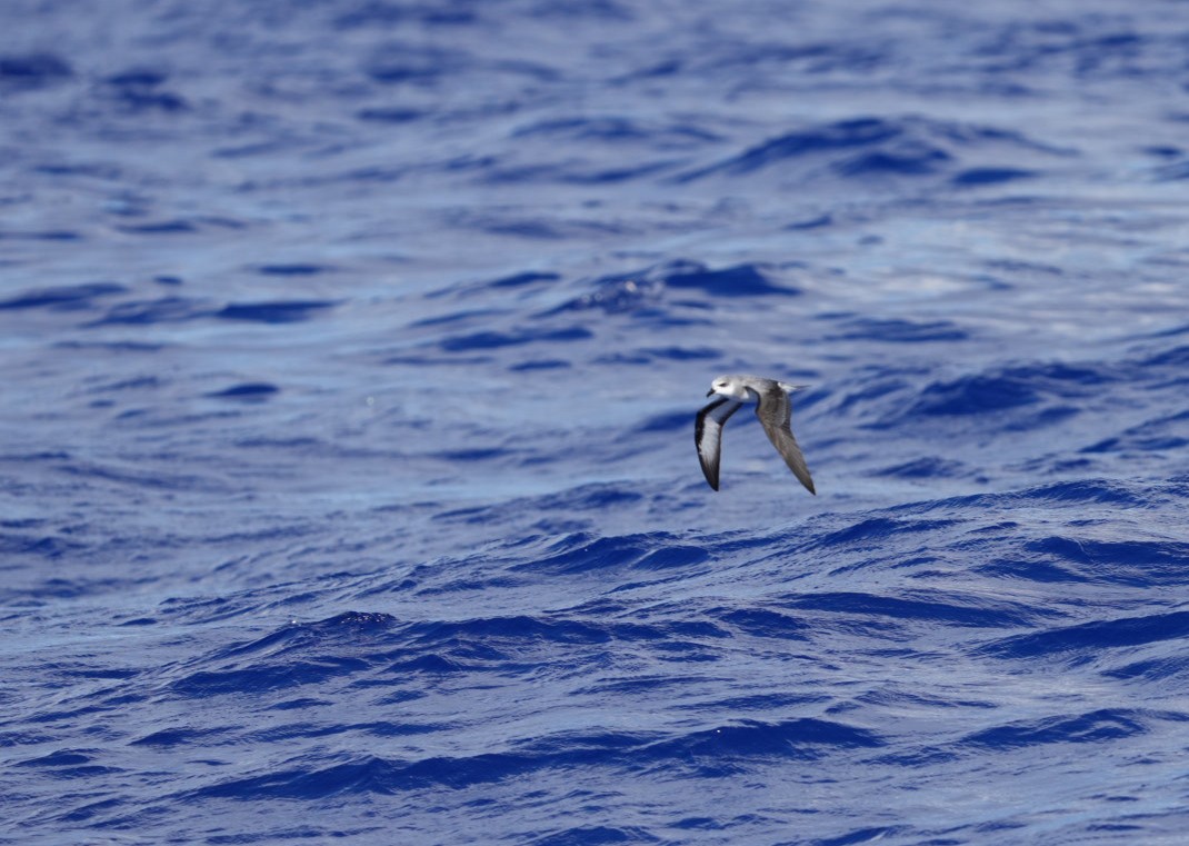 buřňák černokřídlý - ML646062252