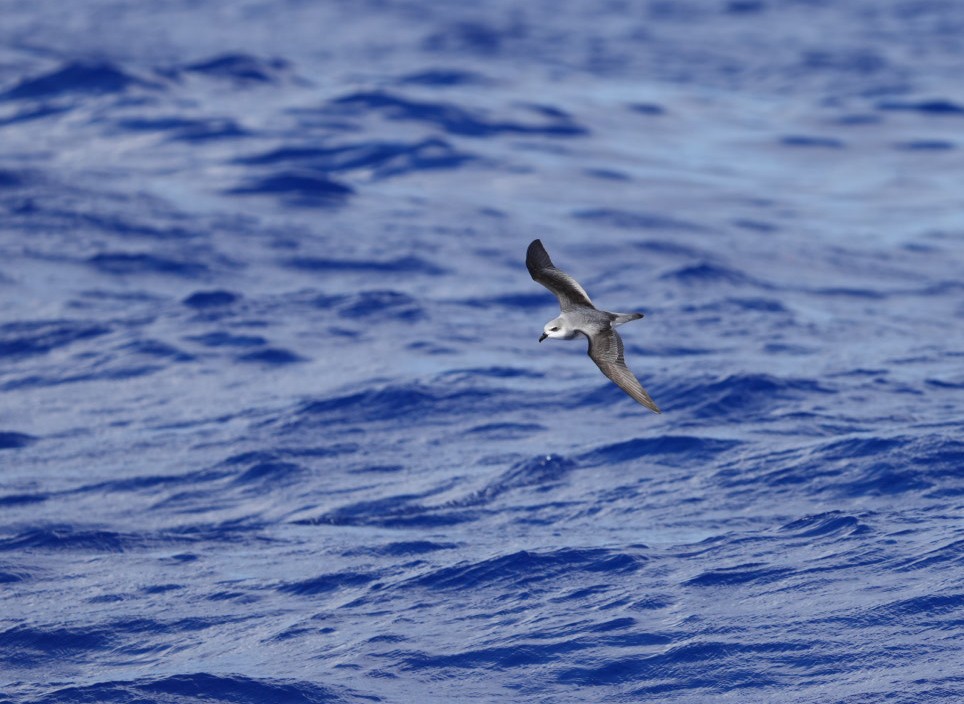 buřňák černokřídlý - ML646062253