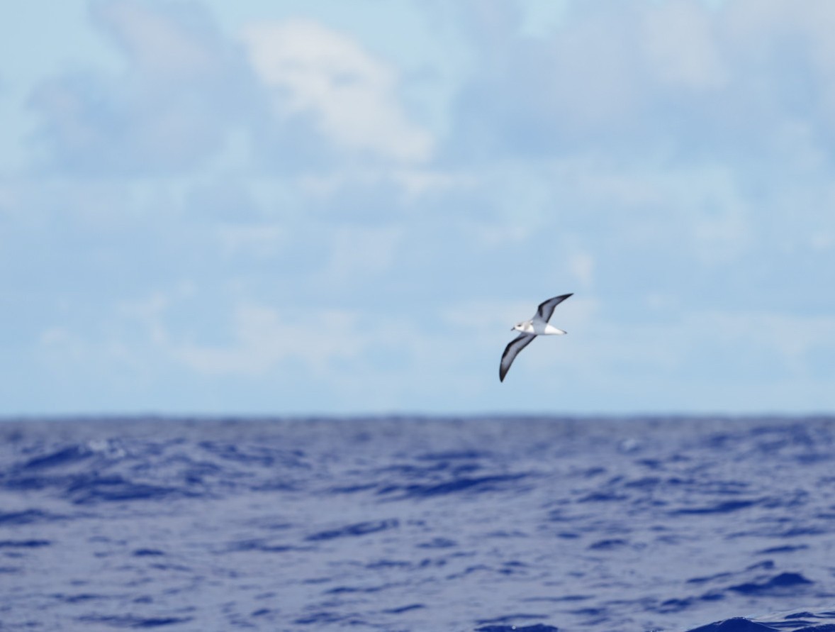 buřňák černokřídlý - ML646062254