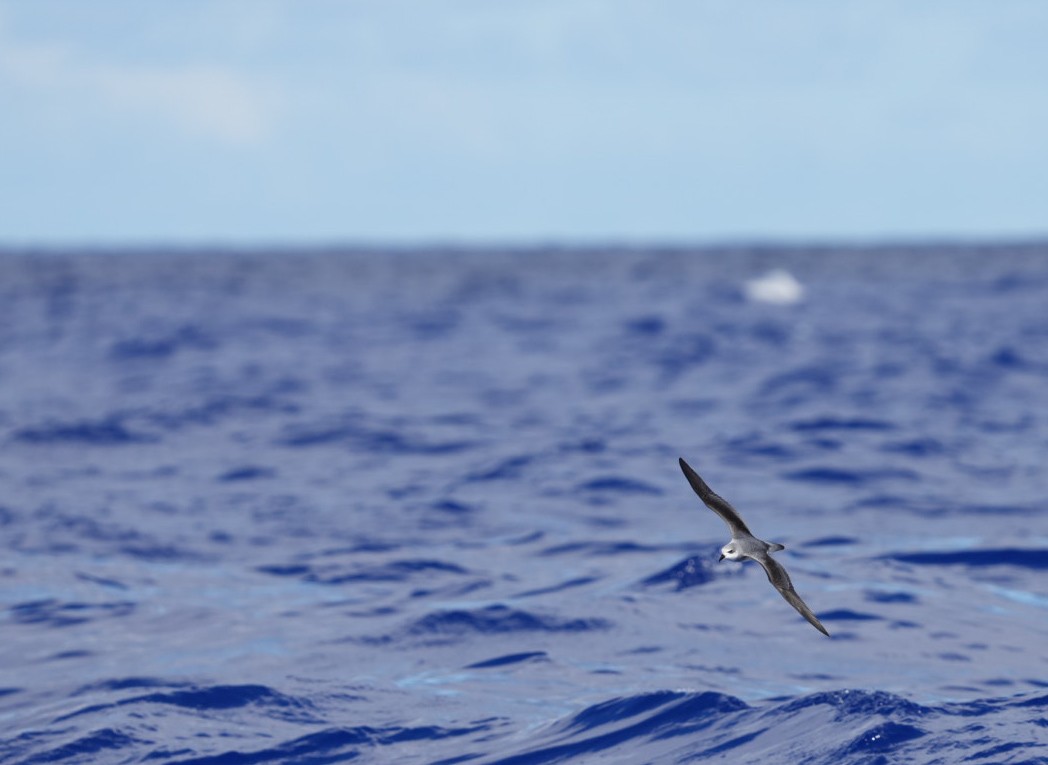 buřňák černokřídlý - ML646062255