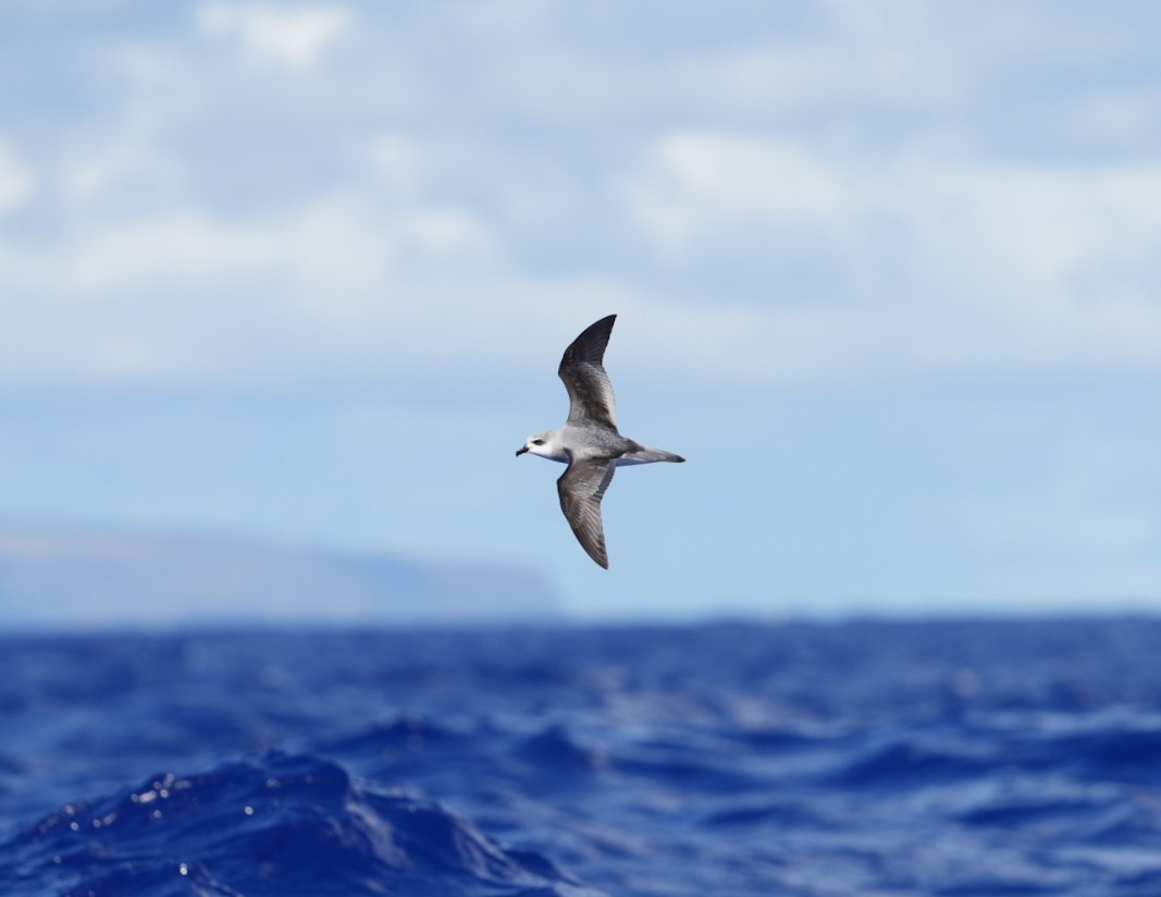 buřňák černokřídlý - ML646062256