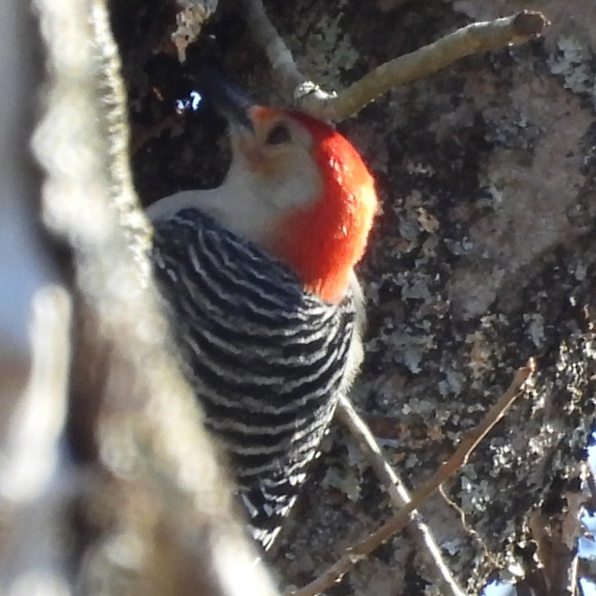 Red-bellied Woodpecker - ML646062264