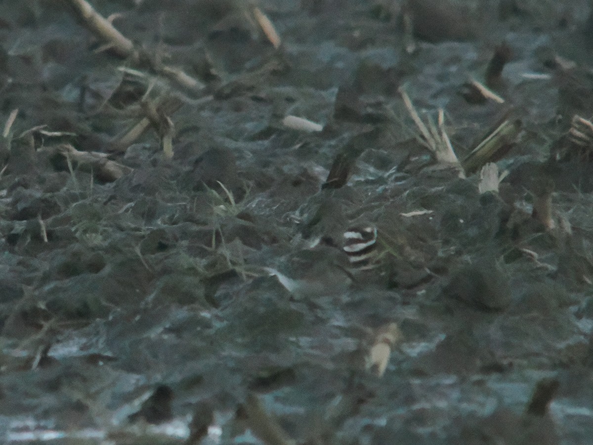 White-rumped Sandpiper - ML646062269