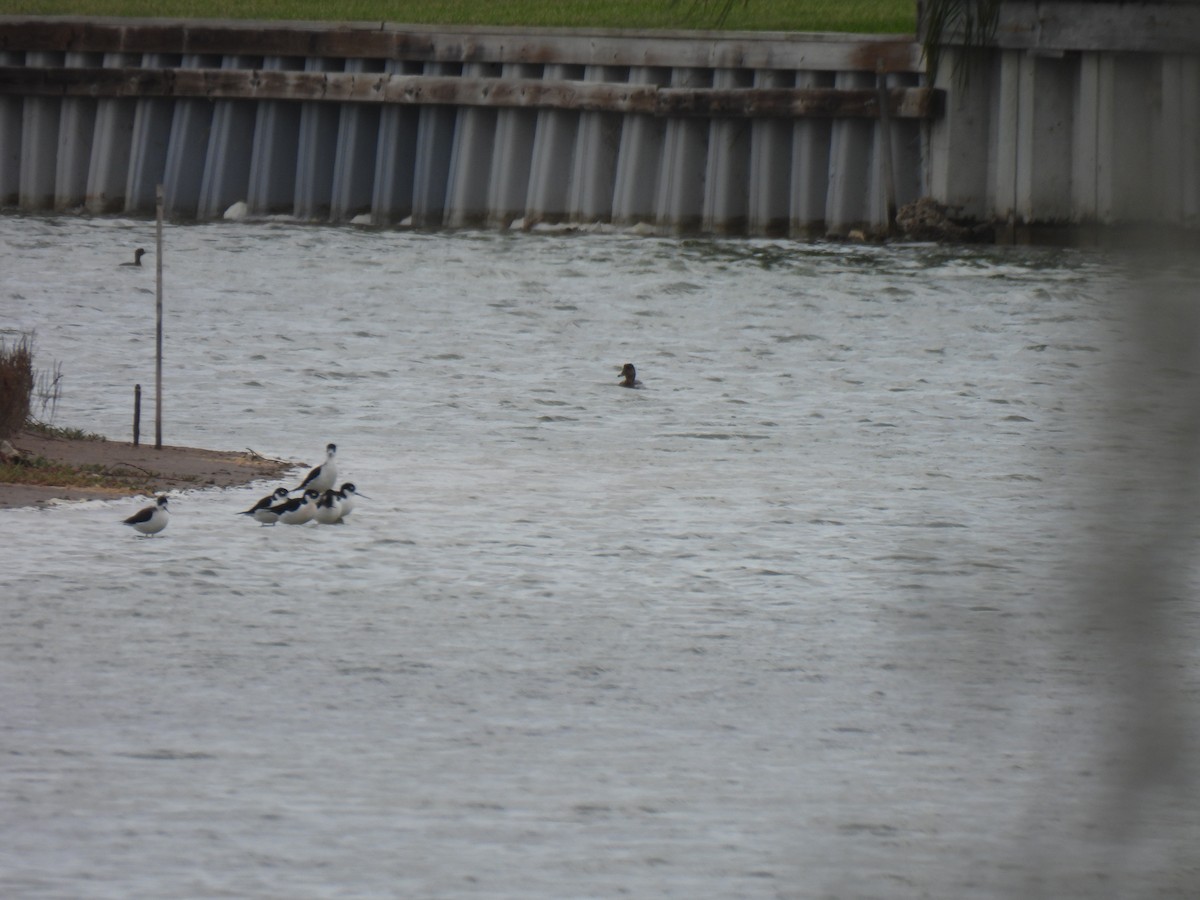 Black-necked Stilt - ML646062271