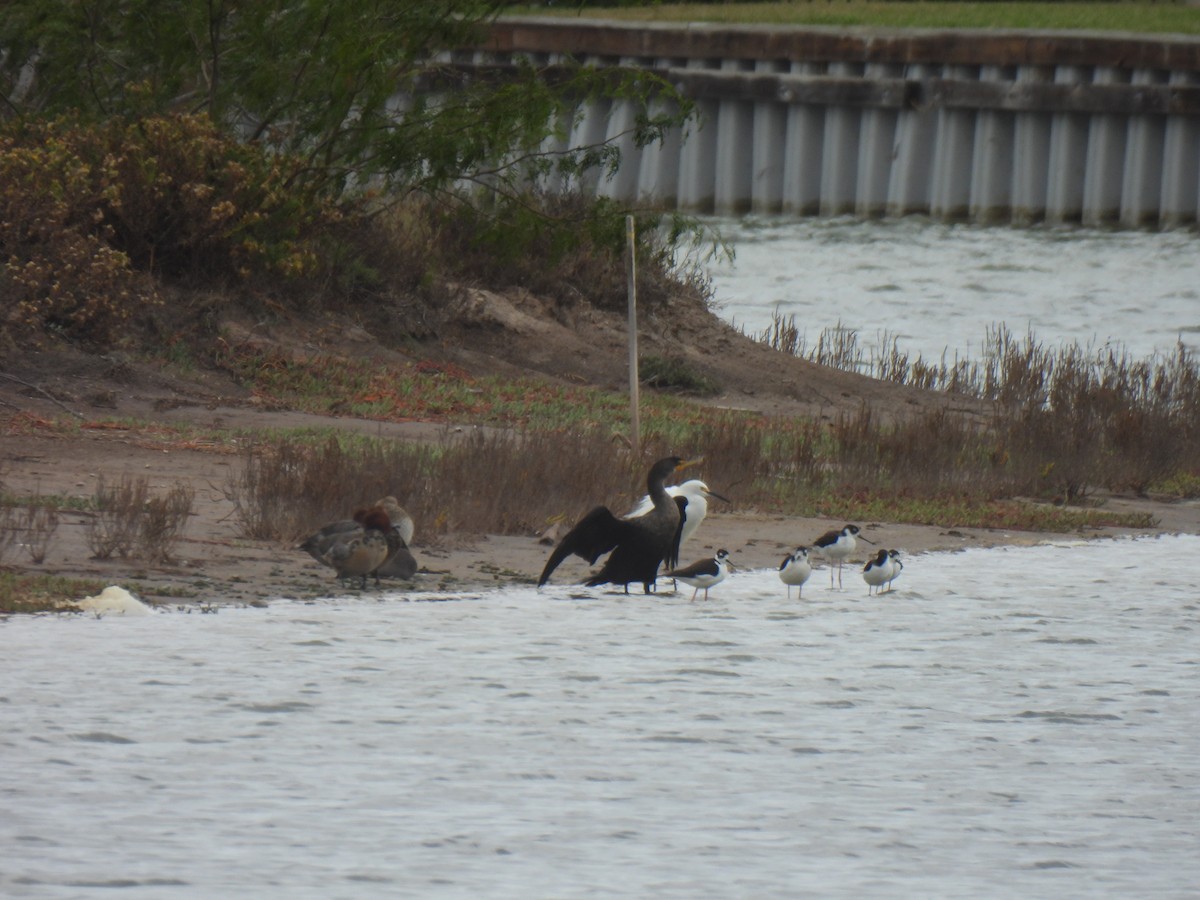 Neotropic Cormorant - ML646062273