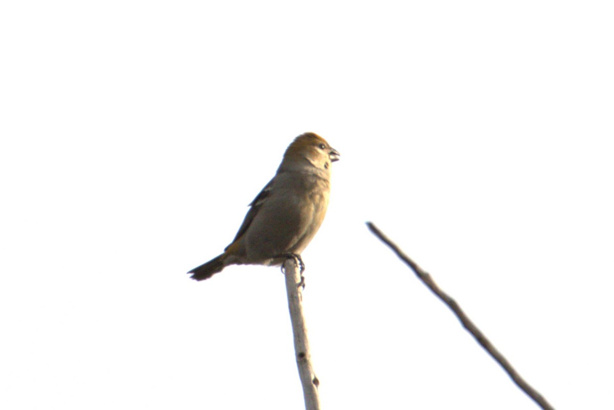 Hakengimpel - ML646062276