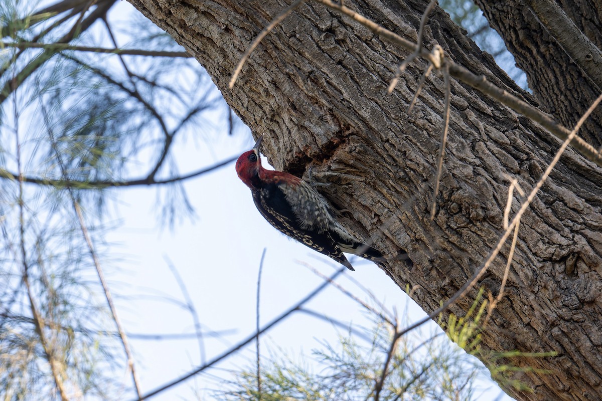 Red-breasted Sapsucker - ML646062280