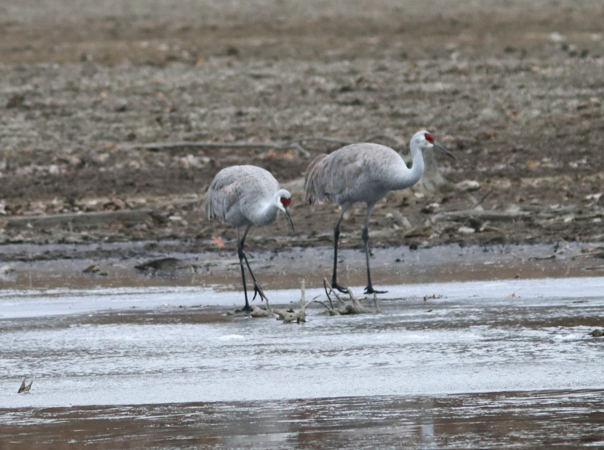 Sandhill Crane - ML646062283