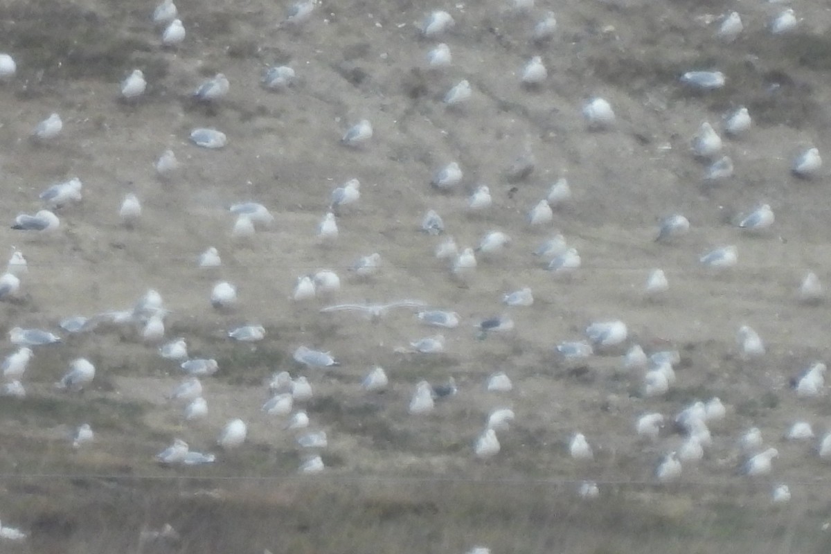 Lesser Black-backed Gull - ML646062284