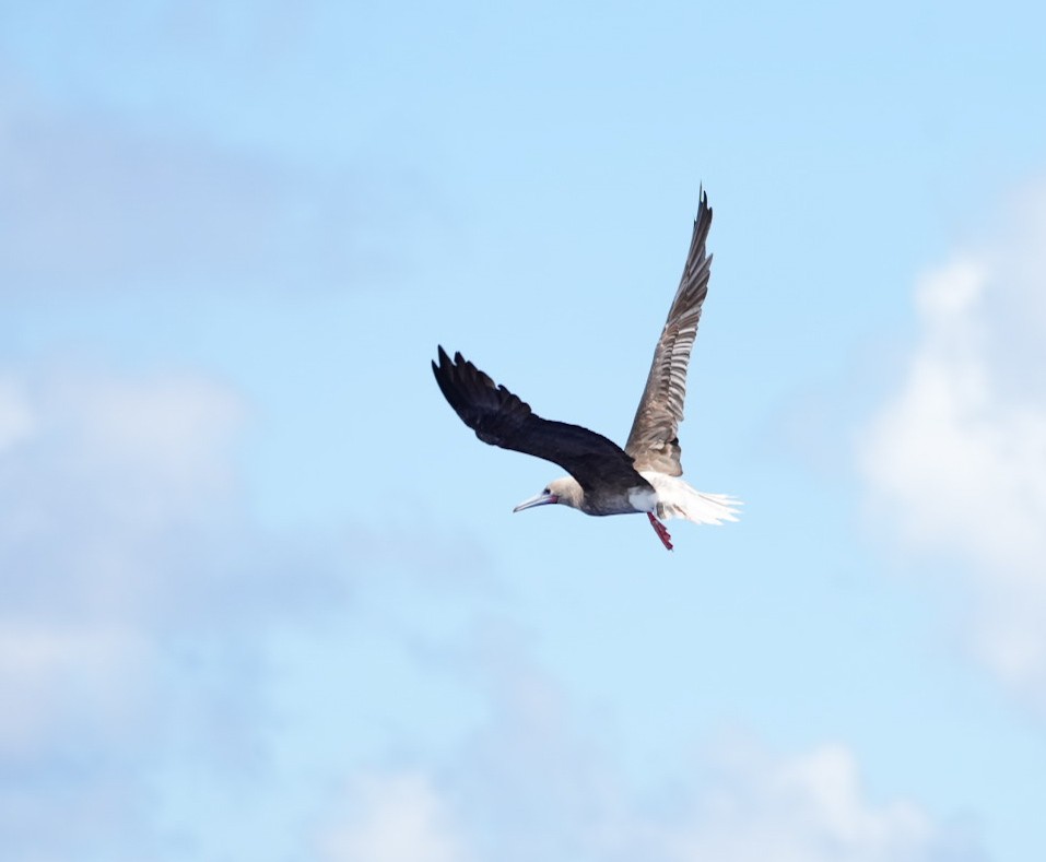 terej červenonohý - ML646062285