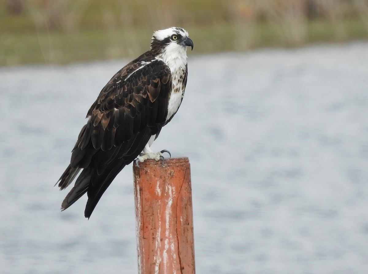 魚鷹 - ML646062288