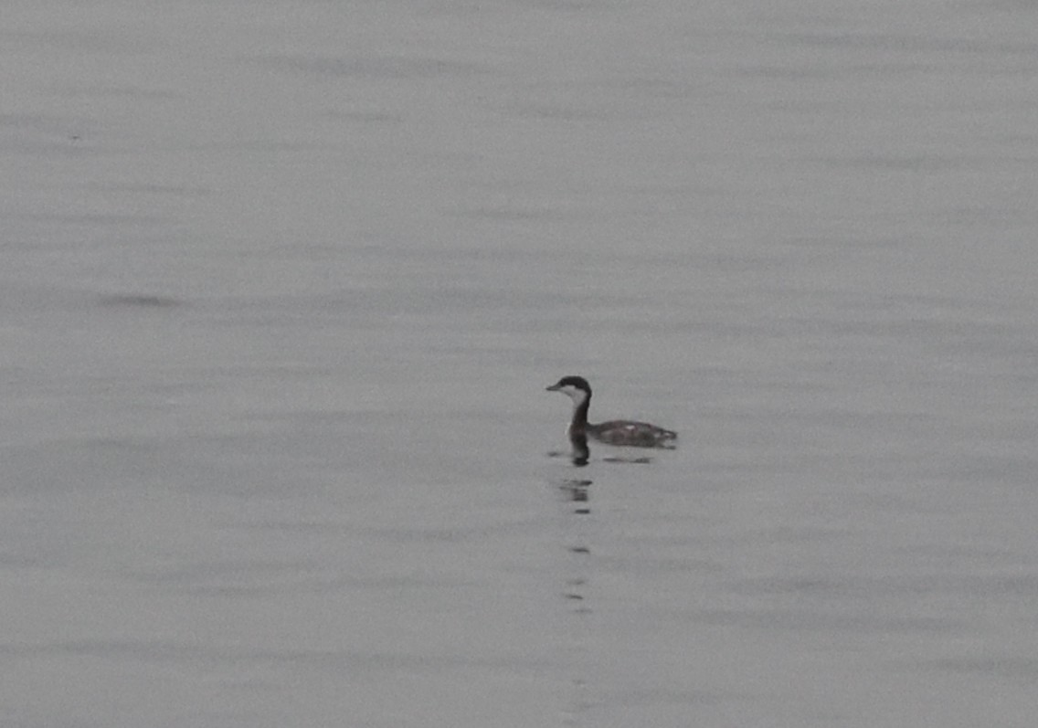 Horned Grebe - ML646062294