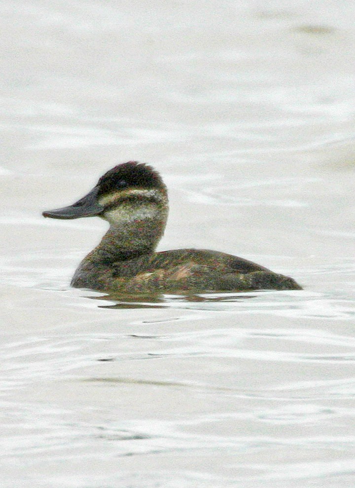 Ruddy Duck - ML646062297