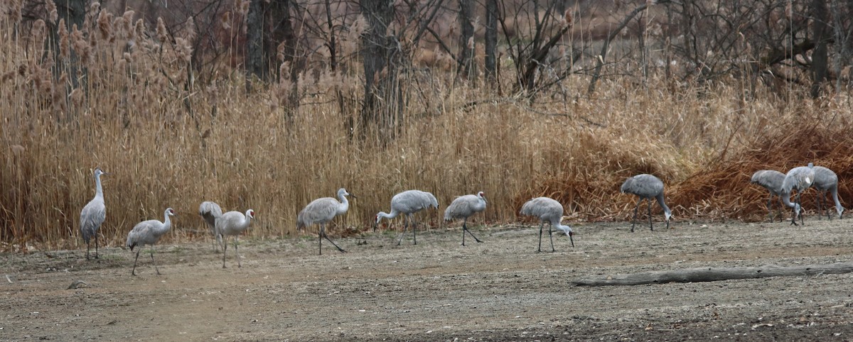 Sandhill Crane - ML646062298