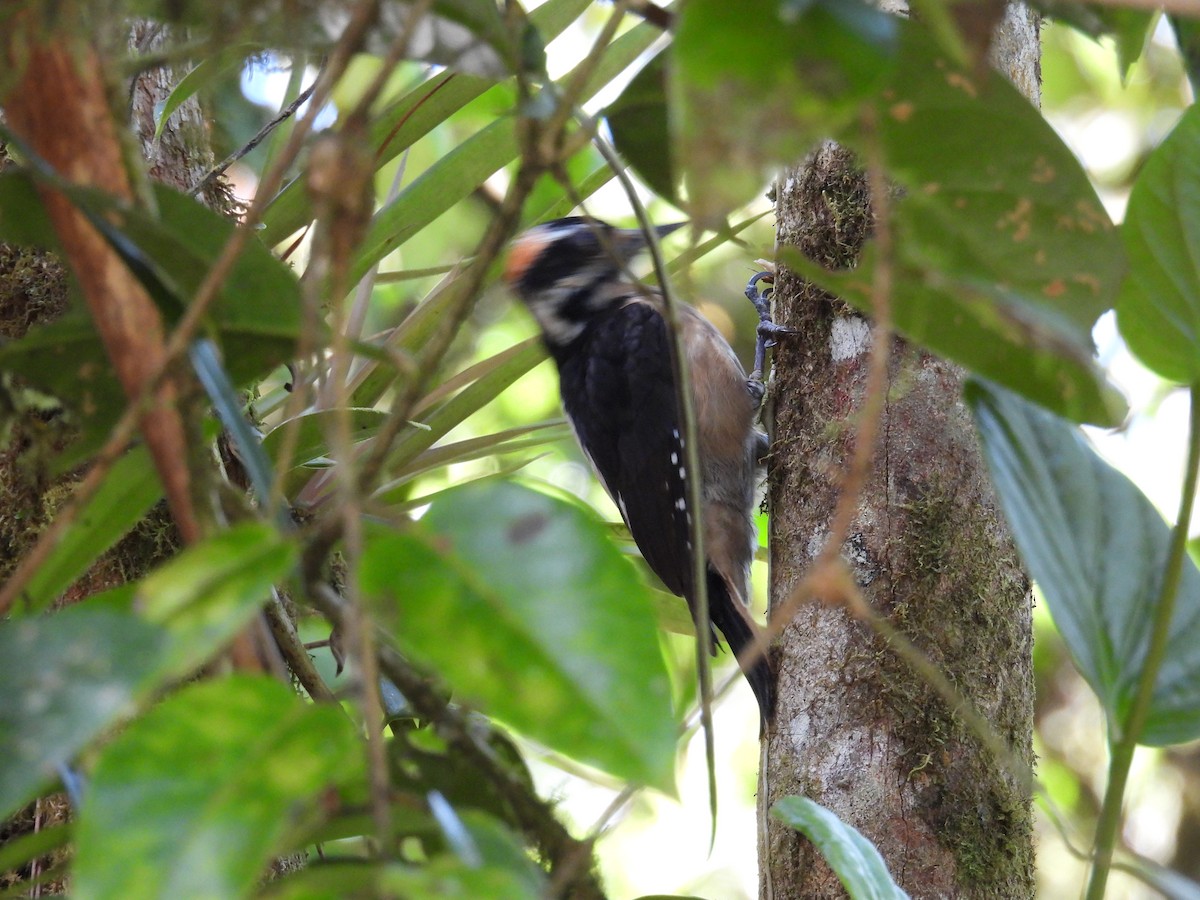 Hairy Woodpecker (Costa Rican) - ML646062299
