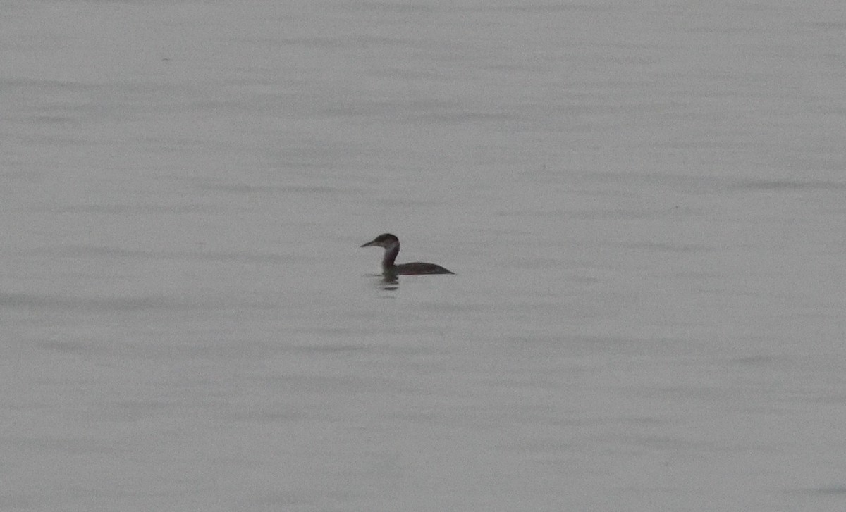 Somormujo Cuellirrojo - ML646062304