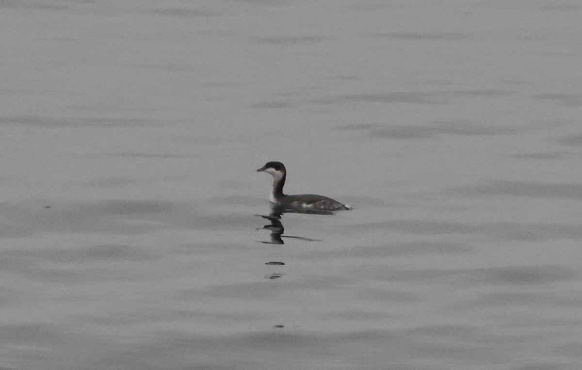 Horned Grebe - ML646062305