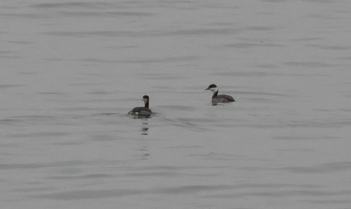Horned Grebe - ML646062306