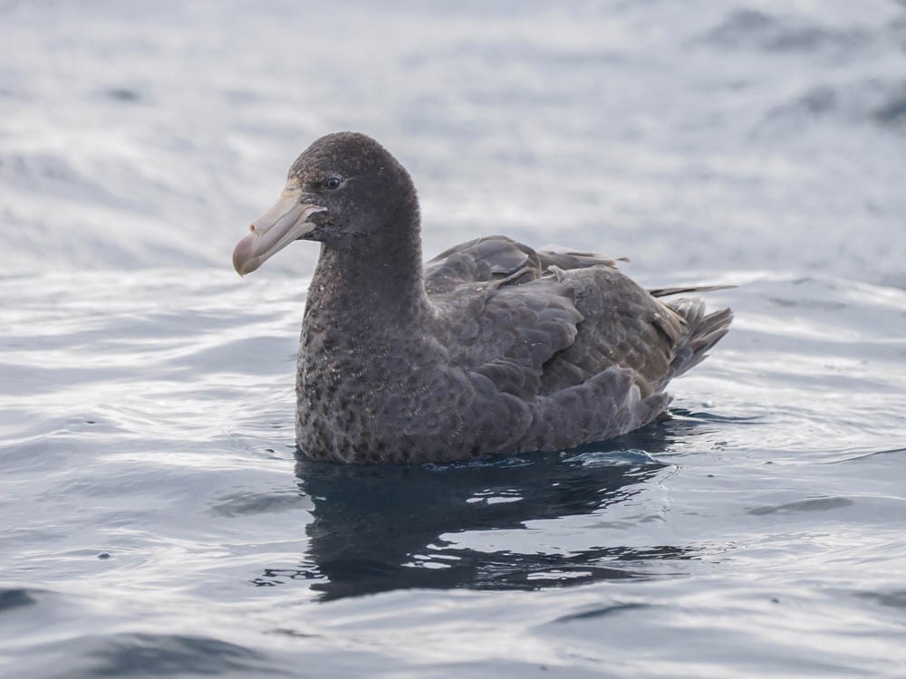 Kuzey Dev Fırtınakuşu - ML646062314