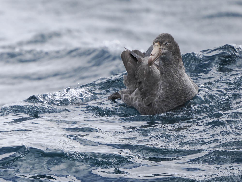 Kuzey Dev Fırtınakuşu - ML646062315